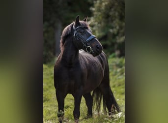 Poney classique, Hongre, 17 Ans, 135 cm