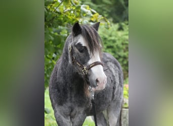 Poney classique, Hongre, 19 Ans, 110 cm, Rouan Bleu