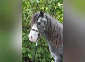 Poney classique, Hongre, 19 Ans, 110 cm, Rouan Bleu