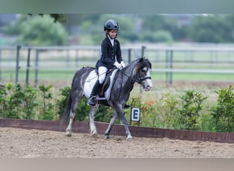 Poney classique, Hongre, 19 Ans, 110 cm, Rouan Bleu