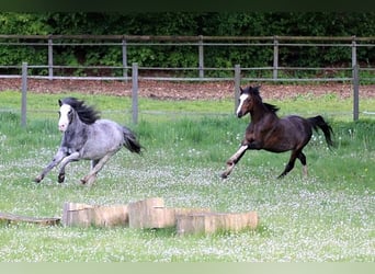 Poney classique, Hongre, 19 Ans, 110 cm, Rouan Bleu