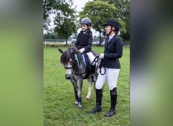 Poney classique, Hongre, 19 Ans, 110 cm, Rouan Bleu