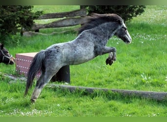 Poney classique, Hongre, 19 Ans, 110 cm, Rouan Bleu