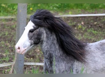 Poney classique, Hongre, 19 Ans, 110 cm, Rouan Bleu