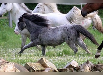 Poney classique, Hongre, 19 Ans, 110 cm, Rouan Bleu