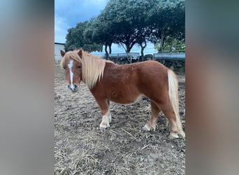 Poney classique, Hongre, 3 Ans, Alezan