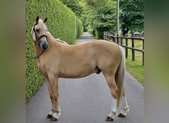 Poney classique, Hongre, 4 Ans, 148 cm, Palomino