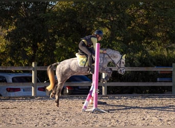 Poney classique, Hongre, 5 Ans, 124 cm, Gris