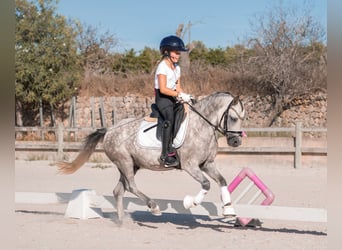 Poney classique, Hongre, 5 Ans, 124 cm, Gris
