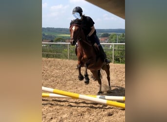 Poney classique Croisé, Hongre, 5 Ans, 143 cm, Bai