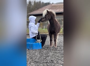 Poney classique, Hongre, 8 Ans, 117 cm