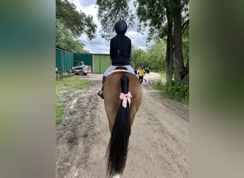Poney classique, Hongre, 8 Ans, 140 cm, Alezan