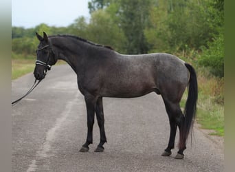 Poney classique, Hongre, 8 Ans, 146 cm, Gris