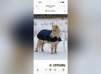 Poney classique, Hongre, 8 Ans, 152 cm, Blanc