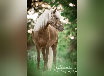 Poney classique, Hongre, 9 Ans, 114 cm, Alezan brûlé