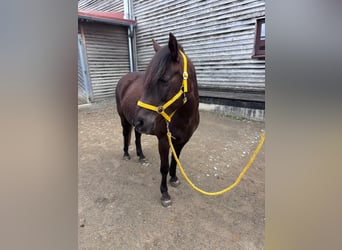 Poney classique Croisé, Jument, 11 Ans, 136 cm, Bai brun
