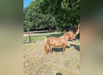 Poney classique, Jument, 12 Ans, 95 cm, Alezan