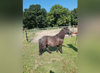 Poney classique, Jument, 12 Ans, 95 cm, Alezan