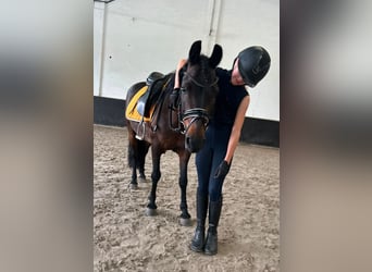 Poney classique Croisé, Jument, 14 Ans, 125 cm, Bai