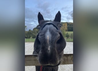 Poney classique, Jument, 15 Ans, 148 cm, Noir