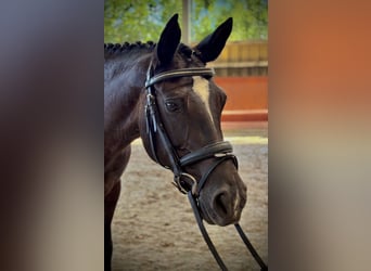 Poney classique, Jument, 15 Ans, 148 cm, Noir