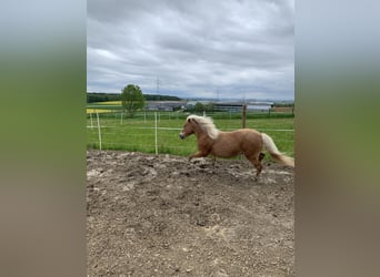 Poney classique, Jument, 16 Ans, 115 cm, Alezan
