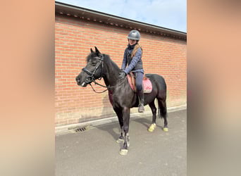 Poney classique, Jument, 17 Ans, 120 cm, Noir
