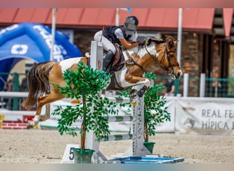 Poney classique, Jument, 17 Ans, 138 cm, Pinto