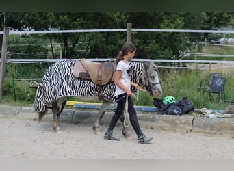Poney classique, Jument, 18 Ans, 110 cm, Gris