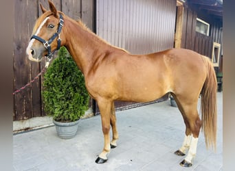 Poney classique, Jument, 3 Ans, 135 cm, Alezan