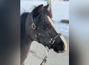 Poney classique, Jument, 4 Ans, 115 cm, Noir