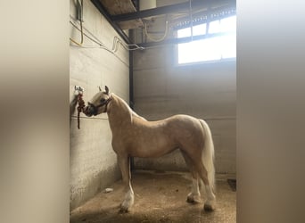 Poney classique Croisé, Jument, 4 Ans, 120 cm, Perle