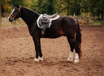 Poney classique, Jument, 4 Ans, 137 cm, Bai