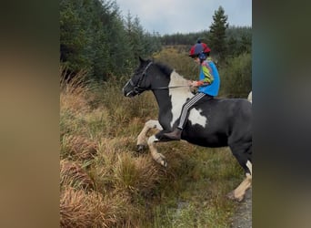 Poney classique, Jument, 4 Ans, 143 cm, Pinto