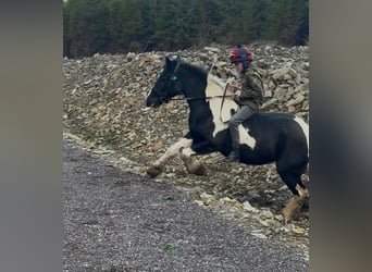 Poney classique, Jument, 4 Ans, 143 cm, Pinto