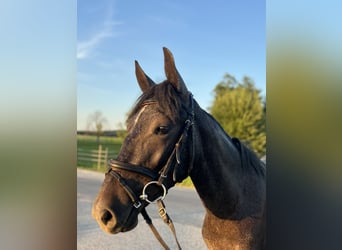 Poney classique, Jument, 4 Ans, 147 cm, Gris moucheté