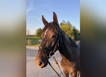 Poney classique, Jument, 4 Ans, 147 cm, Gris moucheté