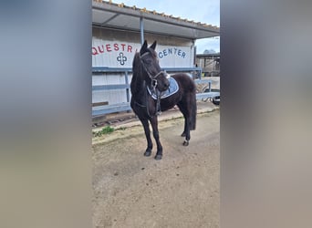 Poney classique, Jument, 5 Ans, 139 cm, Noir