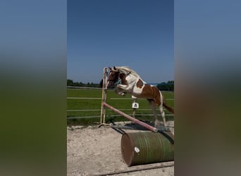 Poney classique, Jument, 5 Ans, 149 cm, Pinto