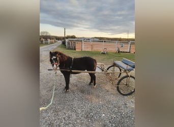 Poney classique, Jument, 6 Ans, 109 cm, Noir