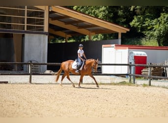 Poney classique, Jument, 6 Ans, 147 cm, Alezan