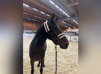 Poney classique, Jument, 7 Ans, 147 cm, Bai