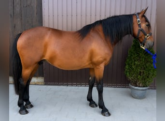 Poney classique, Jument, 8 Ans, 150 cm, Bai