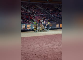 Poney classique Croisé, Jument, 9 Ans, 105 cm, Alezan