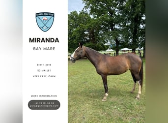Poney classique, Jument, 9 Ans, Bai brun foncé