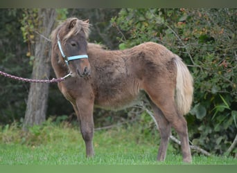 Poney classique, Jument, Poulain (01/2024), 110 cm, Bai brun