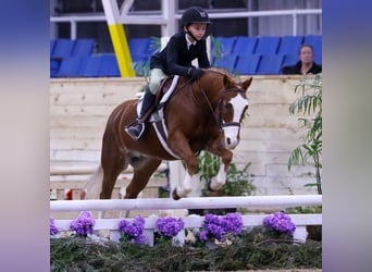 Poney de Dales, Hongre, 9 Ans, 124 cm, Alezan brûlé