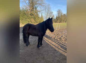 Poney de Dales, Jument, 3 Ans, 145 cm, Bai brun foncé