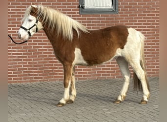 Poney de Gotland, Étalon, 6 Ans, 128 cm, Pinto