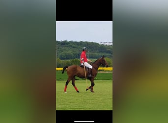 Poney de Polo, Hongre, 19 Ans, 162 cm, Bai